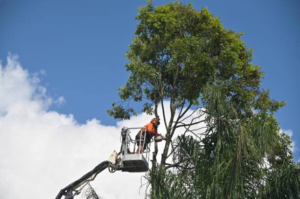 Best Tree Preservation Services  in Alvarado, TX