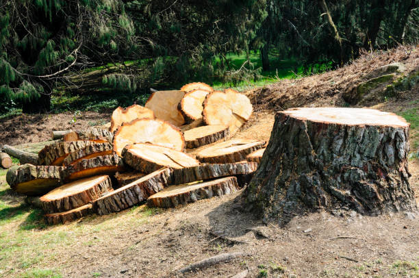 Best Residential Tree Removal  in Alvarado, TX